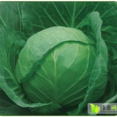 西昌兴胜尹琢12月牛心甘蓝