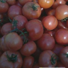 沂南西红柿随行就市,辛集代收蔬菜诚信合作