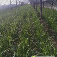 中牟韭菜产销两旺任刘江诚信合作