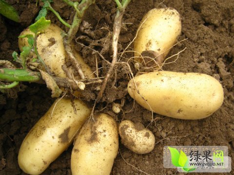 2014年内蒙古多伦荷兰十五价格
