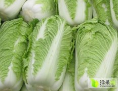 山东肥城北京新三号白菜火爆招商中