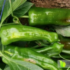 夏邑辣椒上货量大,何营何先生诚信合作