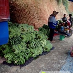 广西那坡县百南乡西贡蕉种植基地