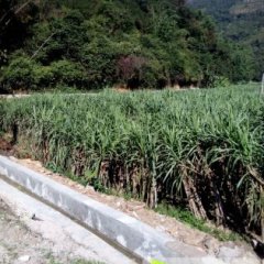 广西那坡县甘蔗黄皮水果蔗种植基地