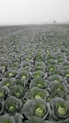 湖北钟祥优质甘蓝费罗（1014）