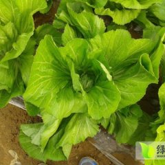 广西扶绥包心芥菜早买早赚