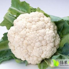 2014尉氏菜花再不来就没机会了！