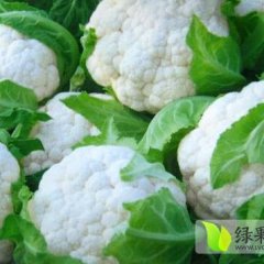尉氏沃森张保国12月雪玉菜花