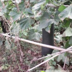 藤县冬瓜逐渐升温,塘步邓文龙诚信合作