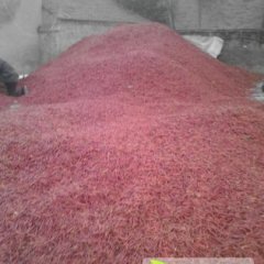 2014鄢陵辣椒现在订货有惊喜