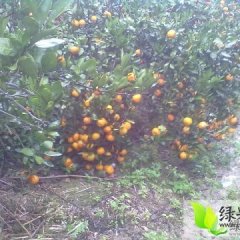 湖南回龙圩管理迥峰蜜桔柑橘逐渐升温