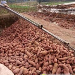 简阳杨家李超11月徐薯18号红薯