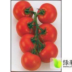 济阳供应 新鲜蔬菜 樱桃西红柿等 品种全