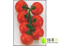 济阳供应 新鲜蔬菜 樱桃西红柿等 品种全