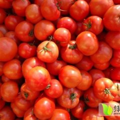 2014莒南西红柿再不来就没机会了！