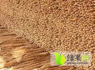 河北蠡县麻山药名优产品
