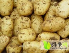 2014围场土豆钱多人傻速来抢购