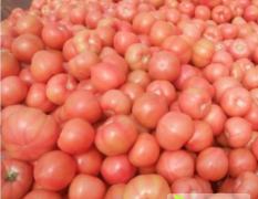 山东费县硬粉西红柿大量上市质优价廉
