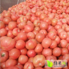 山东费县硬粉西红柿大量上市质优价廉