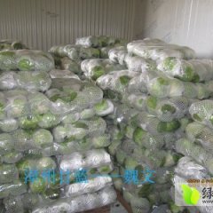 福建漳浦中甘21甘蓝已上市