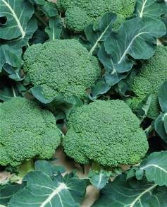 河南通许西兰花0.8-1元。