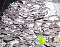 聊城东昌府蘑菇基地大量上市