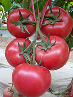 2014寿光番茄种子价格波动不大