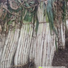 昌邑围子王成业11月长白大葱