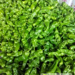 山东兰山砀椒辣椒长势旺盛