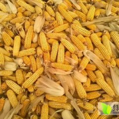 内蒙古鄂托克前旗先玉698玉米聚焦市场