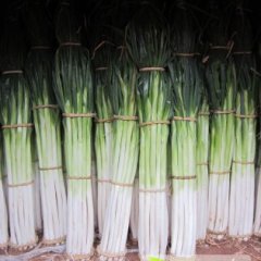 2014章丘大葱俏销大江南北