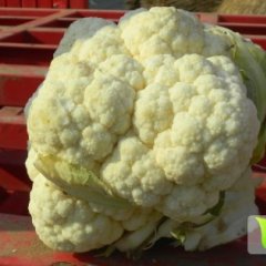 山东肥城雪玉菜花何去何从