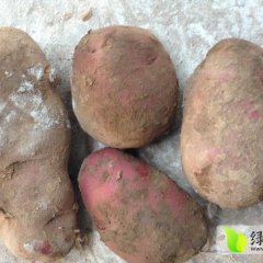 2014西固土豆走过路过不要错过