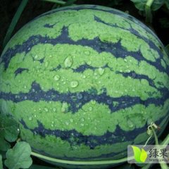 西瓜种子世雷5号（高产抗病）