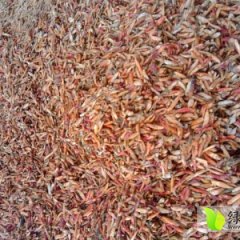 杞县辣椒香甜可口,宗店王学国诚信合作