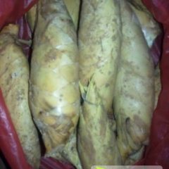 2014今年冬笋本地是大年