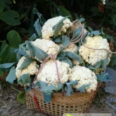 延平坤口张芳12月白面青梗松花菜菜花