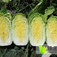 宜城王集李新春11月娃娃菜小白菜