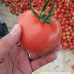 福建永安大红硬粉西红柿绿色无公害