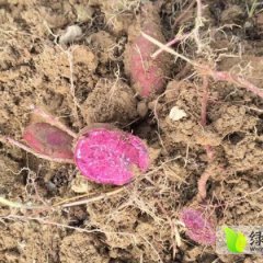 鹰潭贵溪彭新元12月紫薯红薯