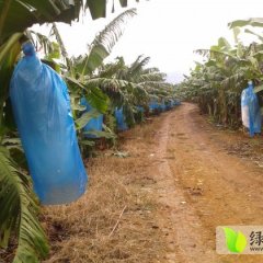 2015扶绥香蕉今年价格有看点