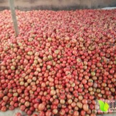 福建建瓯大红硬粉西红柿著名品牌