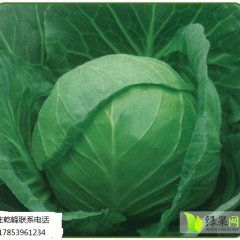 2014莒南甘蓝今年价格有看点