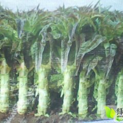 福建飞桥紫叶香莴苣