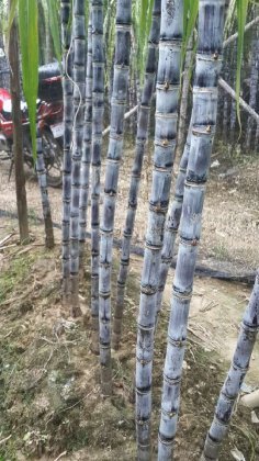 2014番禺甘蔗抓住商机无限