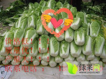 2014年山东肥城白菜、白菜价格