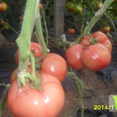 费县西红柿是名优特产,胡阳姚宗臣诚信合作