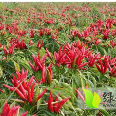 临颍三家宋根虎12月子弹头辣椒