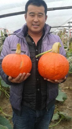 山东寿光金红冠南瓜价格行情平稳