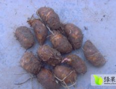 江西脱毒红芽芋种苗出售15970346605